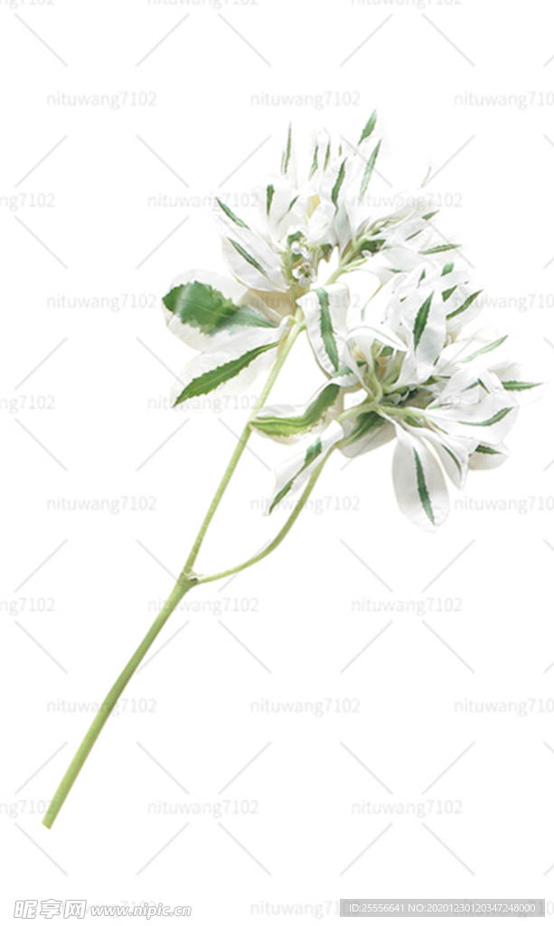 手绘鲜花