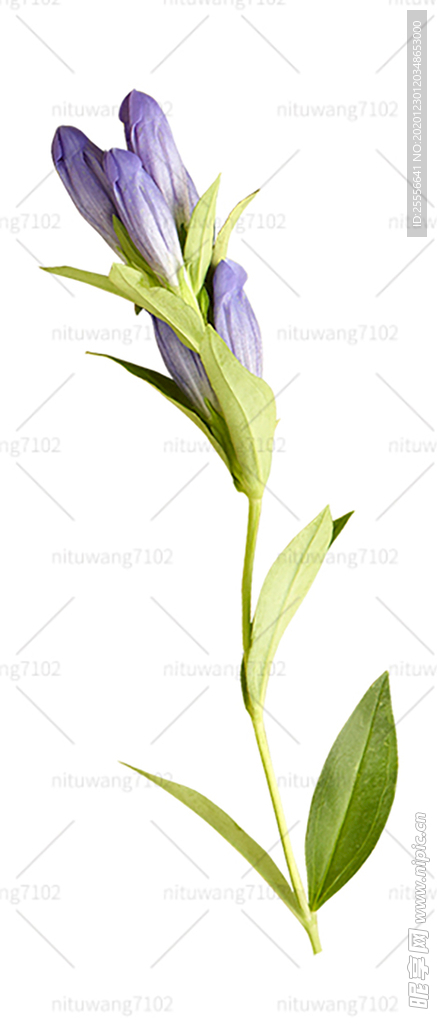 一枝鲜花