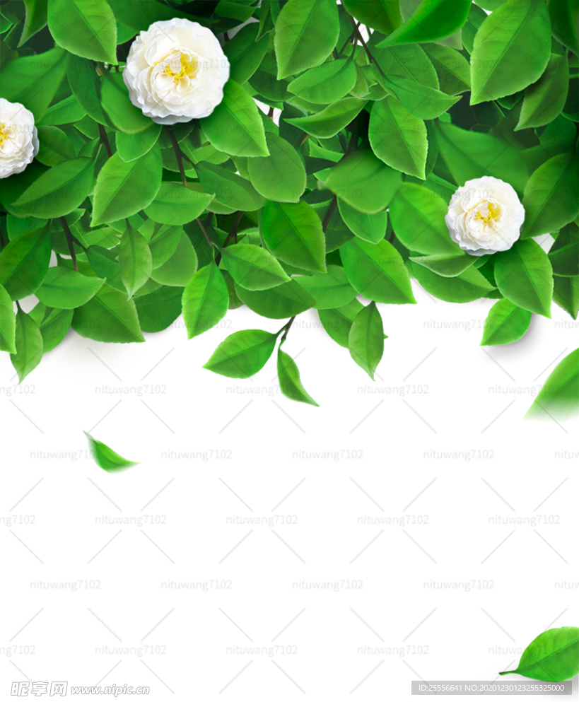 绿叶鲜花
