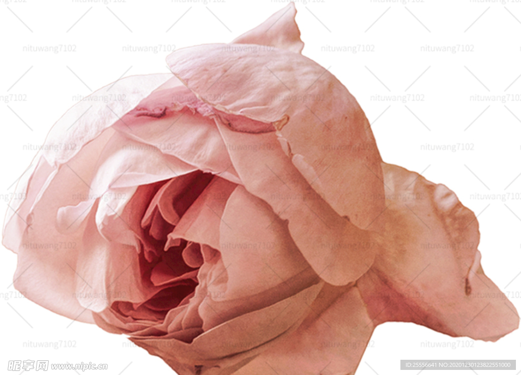 玫瑰花