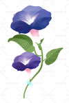 牵牛花