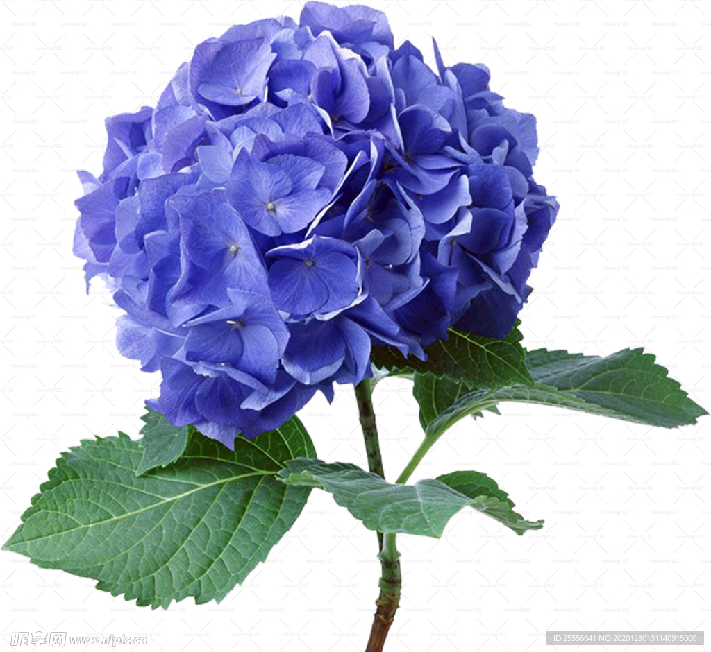紫色鲜花