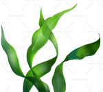 绿色植物