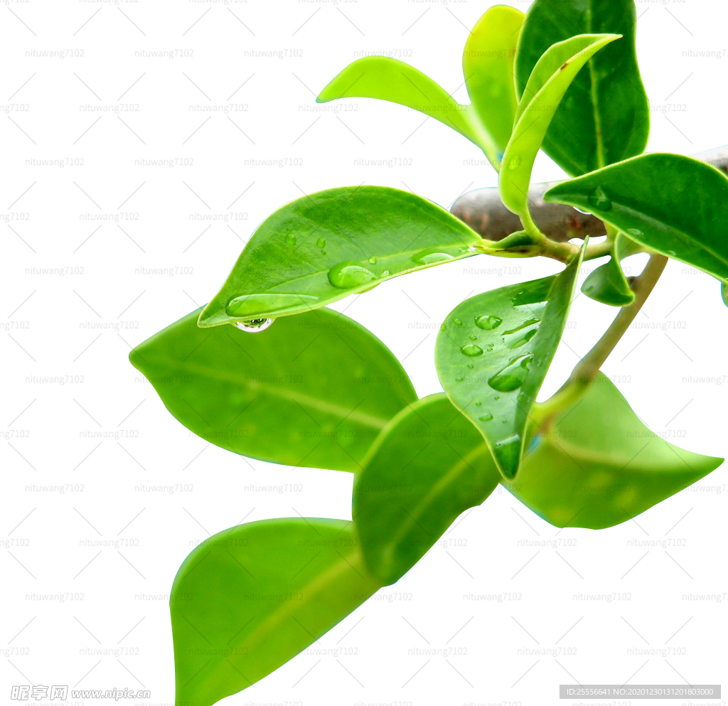 露水茶叶