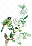 手绘鸟 鲜花