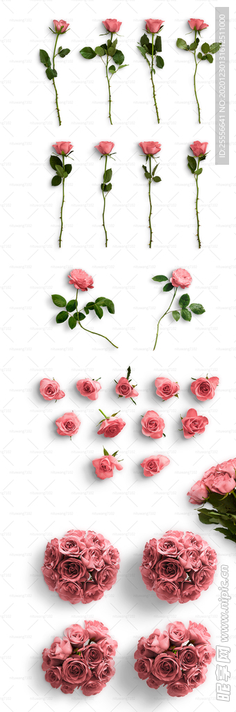 玫瑰花