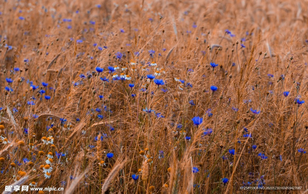 矢车菊