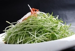 豫菜