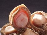 豫菜