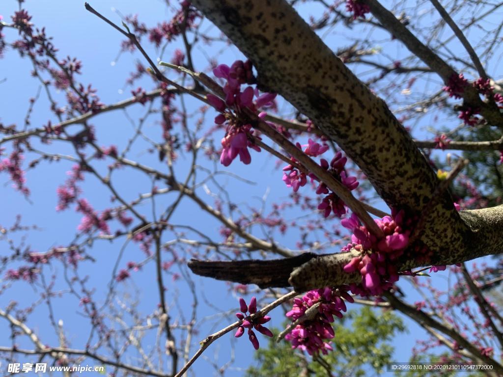 花树