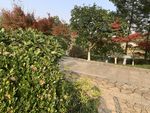 公园风景