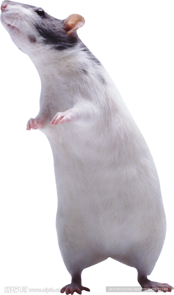 老鼠