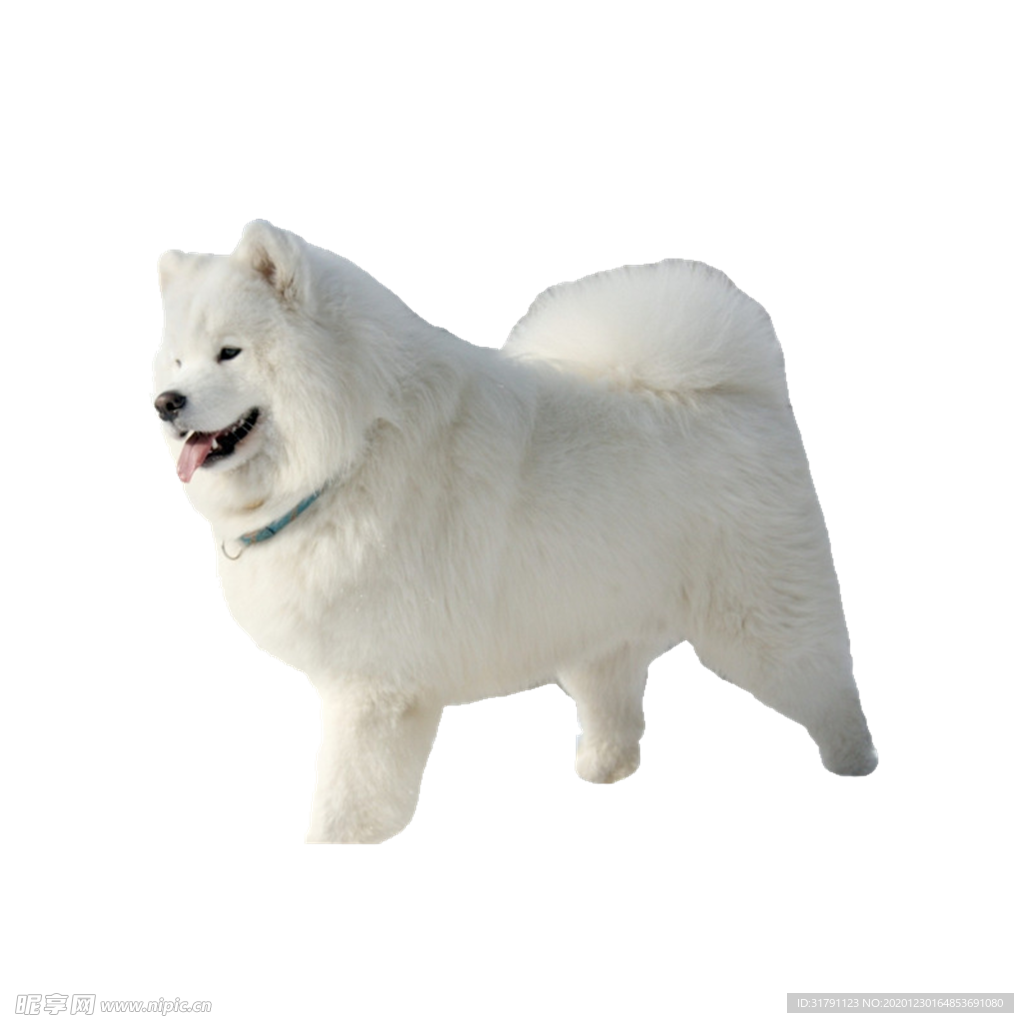 狗