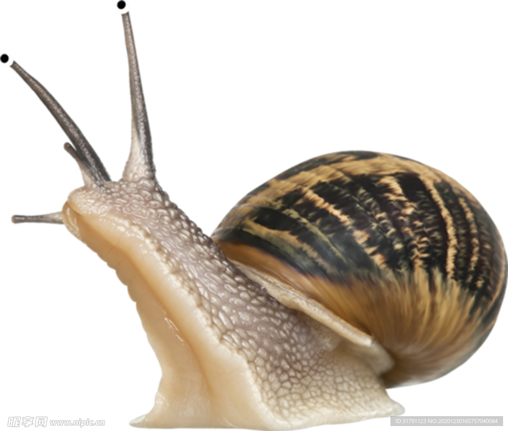蜗牛