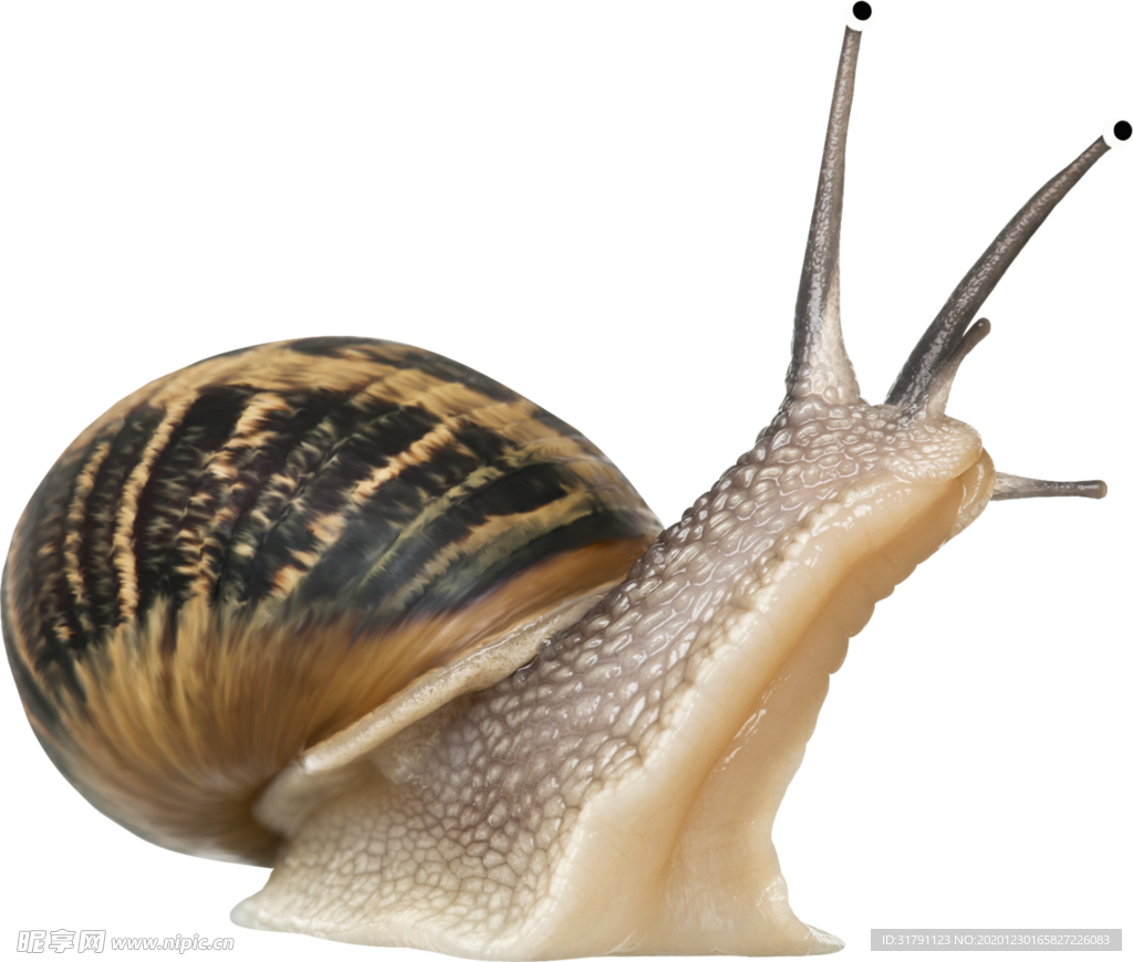 蜗牛