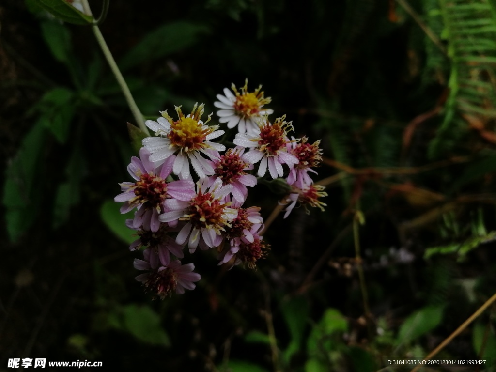 雏菊