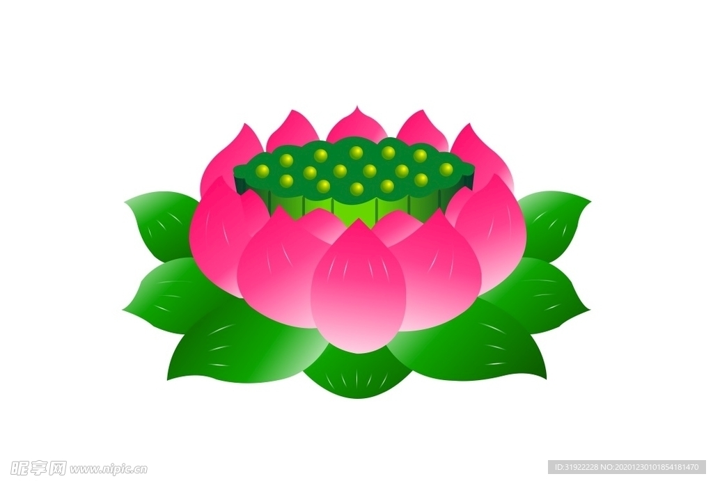 莲花 上拾贰