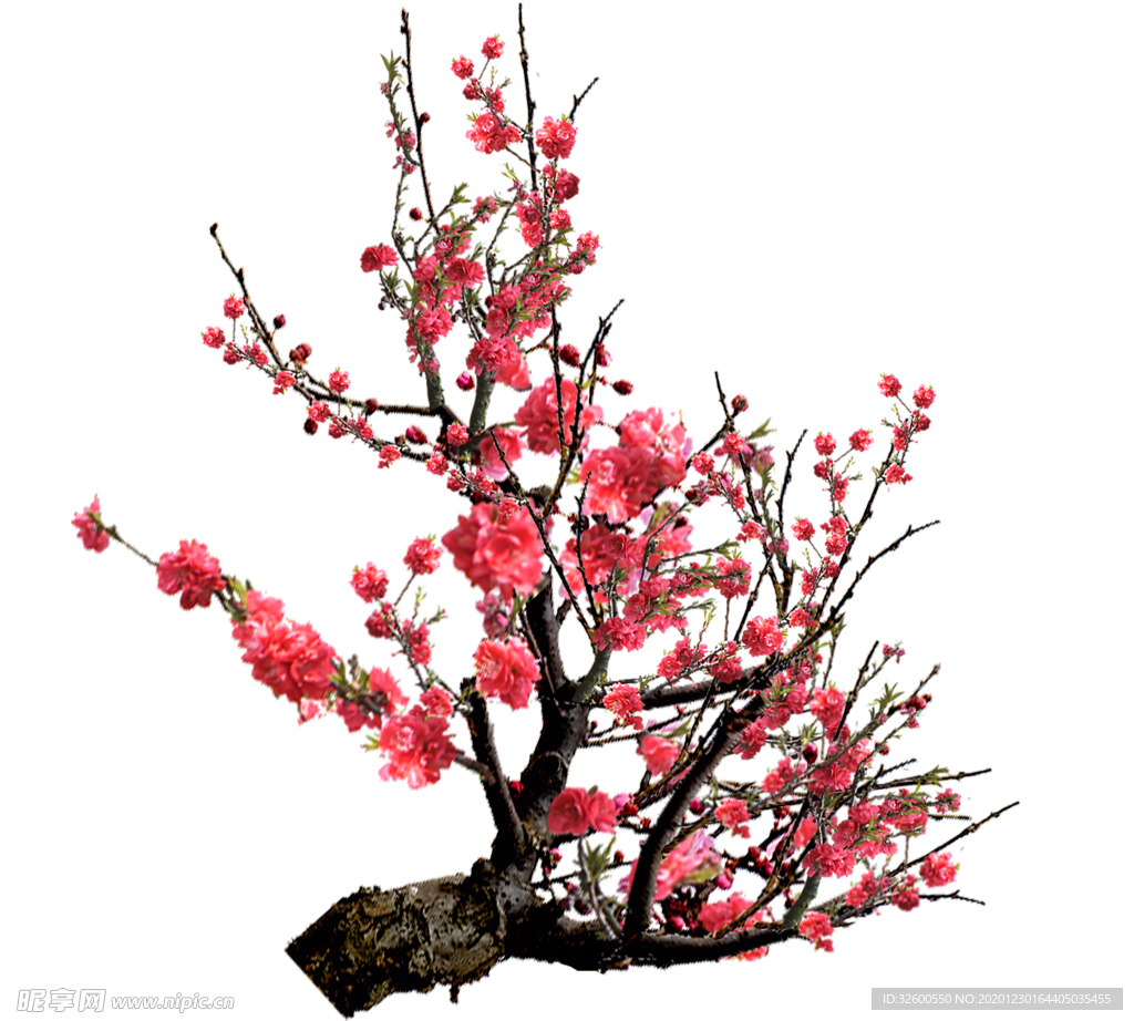 梅花