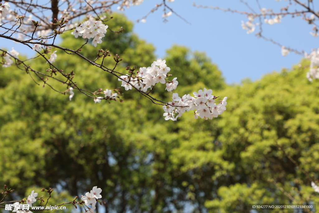 樱花