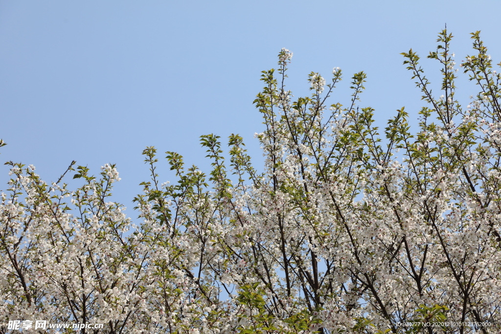 樱花