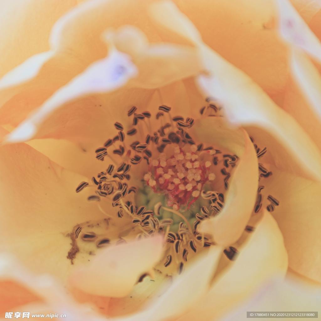 花卉
