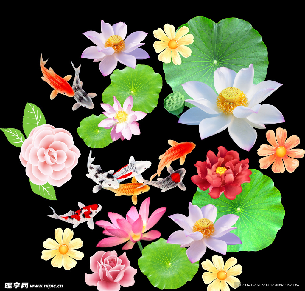 荷花鱼 花朵 鲤鱼 莲花