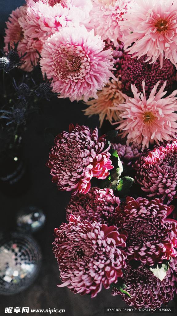 菊花