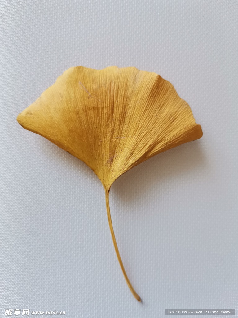 银杏