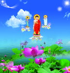 荷花 菩萨