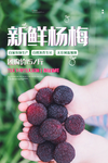杨梅图片