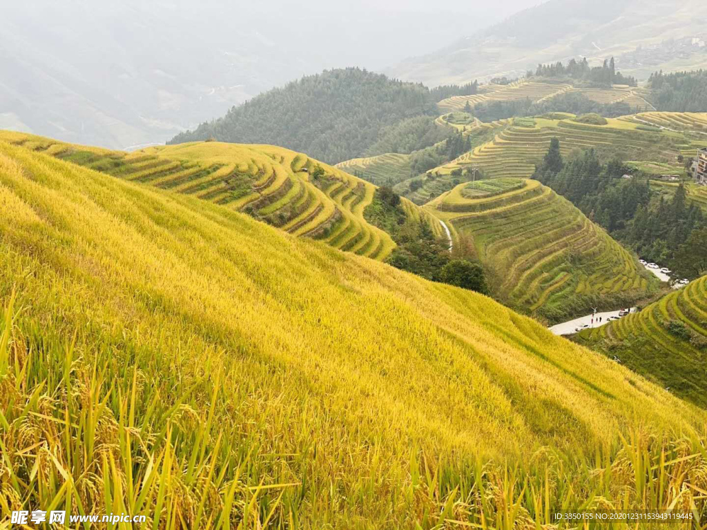 稻谷梯田风景