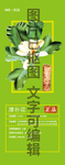 厚朴花