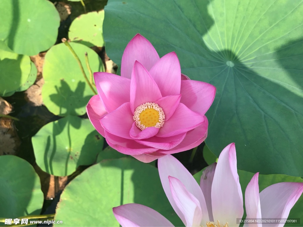 荷花