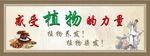 植物养发