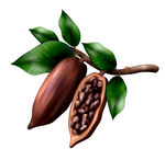 巧克力 水果 蔬菜