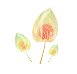 花蕊
