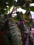 芭蕉