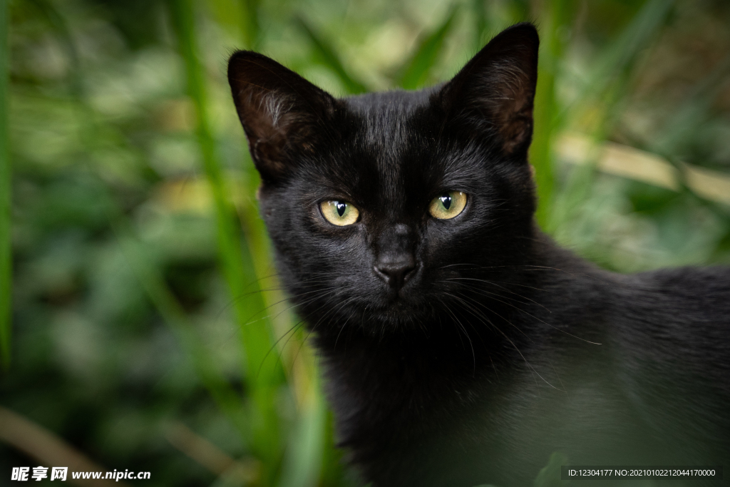 猫