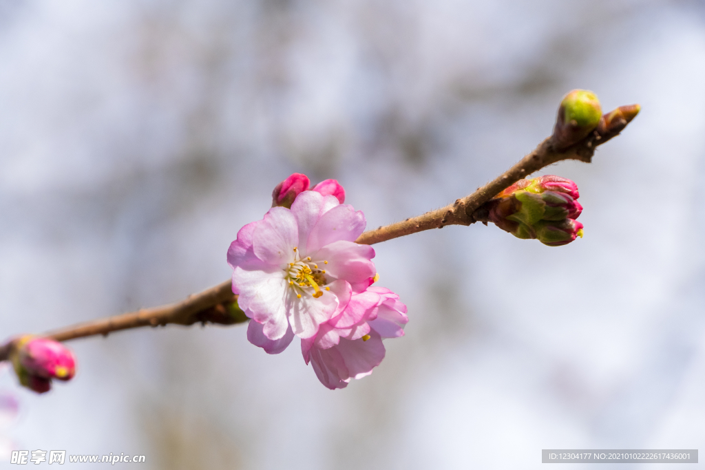 樱花