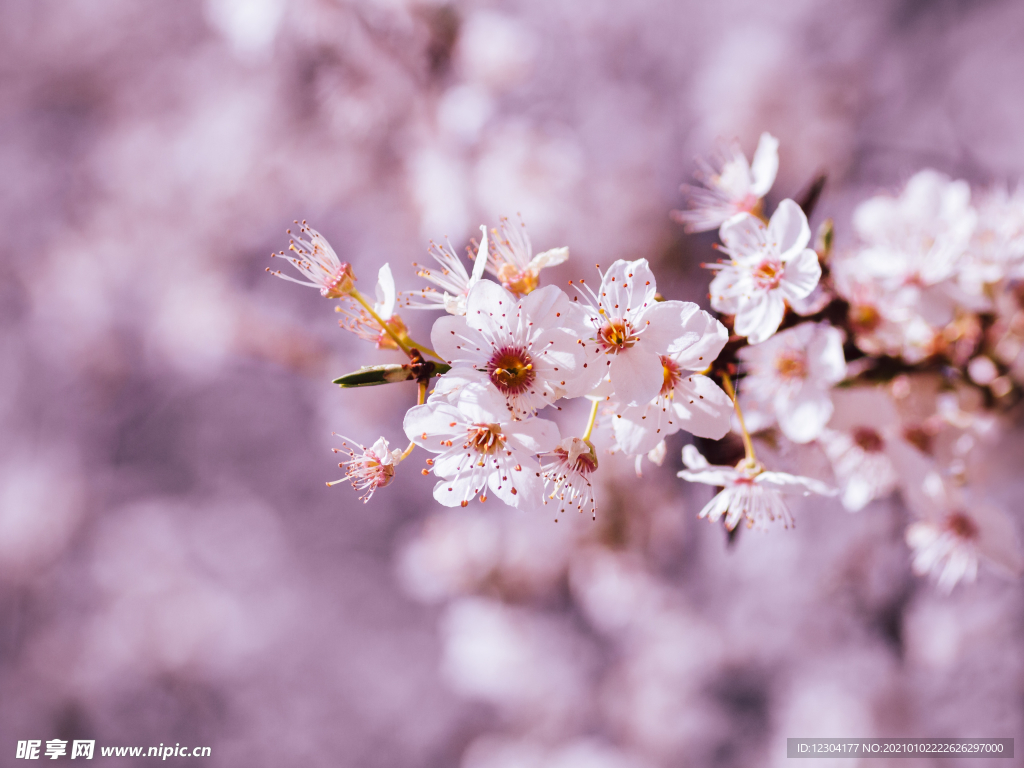 樱花