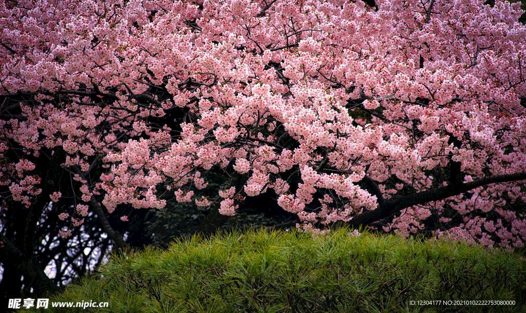 樱花