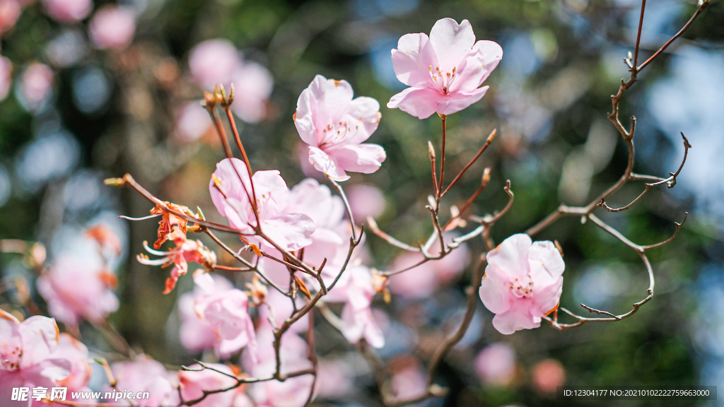 樱花