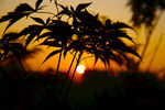 夕阳 风景