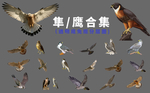 隼 鹰