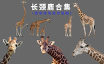 长颈鹿