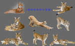 猞猁