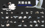 天鹅