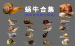 蜗牛
