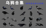 乌鸦