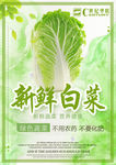 新鲜白菜